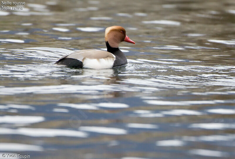 Nette rousse, identification