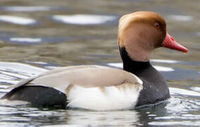 Red-crested Pochard