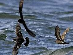 European Storm Petrel