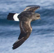 European Storm Petrel