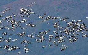 Snow Goose