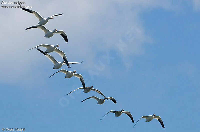 Snow Goose, Flight