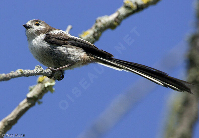 Long-tailed Tit, identification