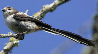 Long-tailed Tit