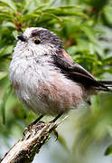 Long-tailed Tit