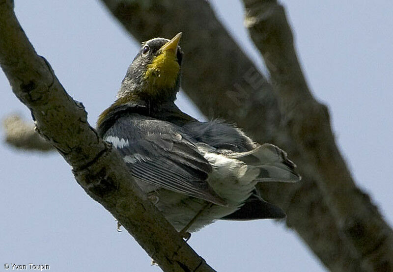 Northern Parula