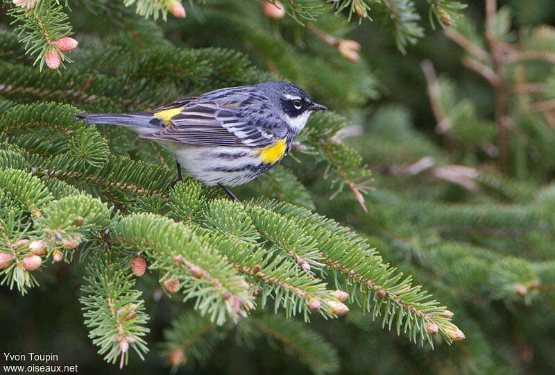 Paruline à croupion jaune mâle adulte nuptial, habitat