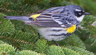 Myrtle Warbler