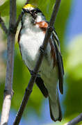 Chestnut-sided Warbler