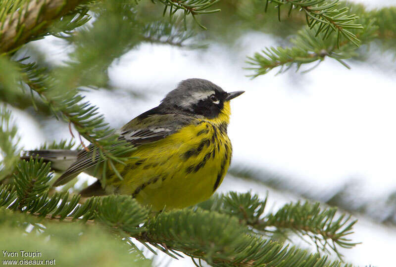 Magnolia Warbler female adult breeding, identification