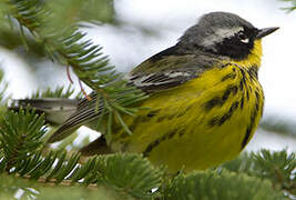 Magnolia Warbler