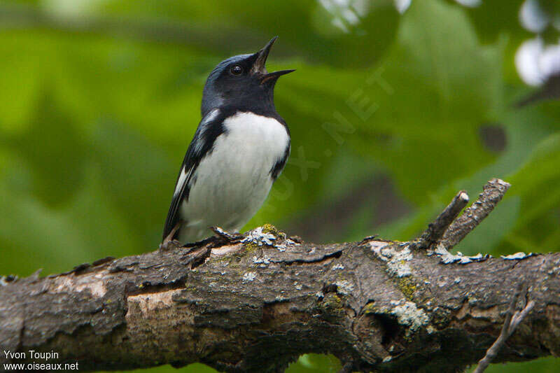 Paruline bleue mâle adulte, chant