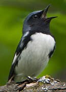 Black-throated Blue Warbler