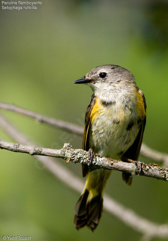 American Redstart female, identification