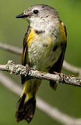 American Redstart