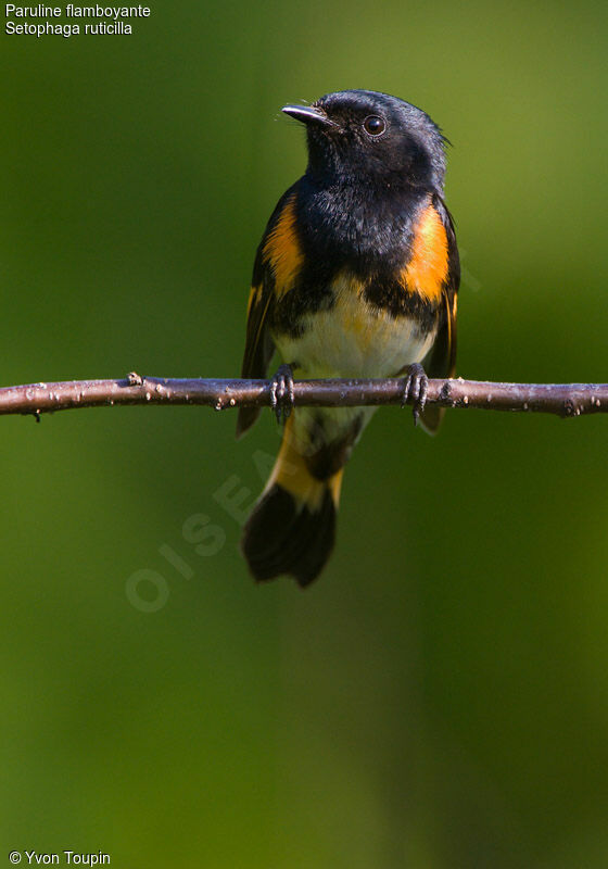 Paruline flamboyante, identification