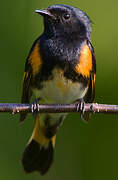 American Redstart