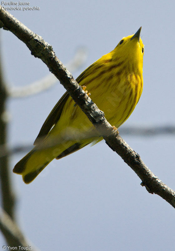 Paruline jaune, identification