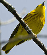 Paruline jaune