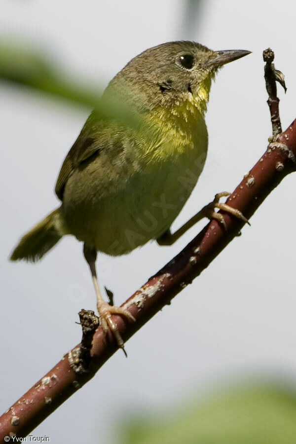 Common Yellowthroat