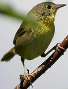 Common Yellowthroat