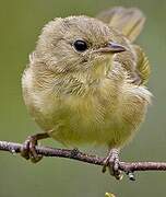 Common Yellowthroat