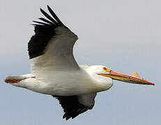 American White Pelican