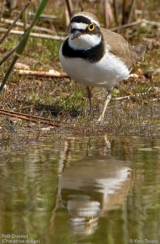 Little Ringed Plover, identification