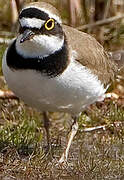 Little Ringed Plover