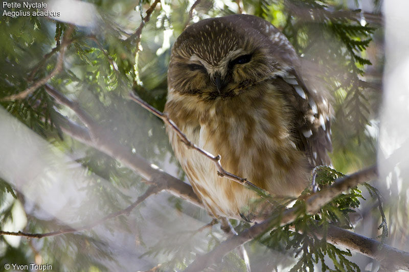 Northern Saw-whet Owl, identification