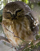 Northern Saw-whet Owl