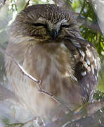 Northern Saw-whet Owl