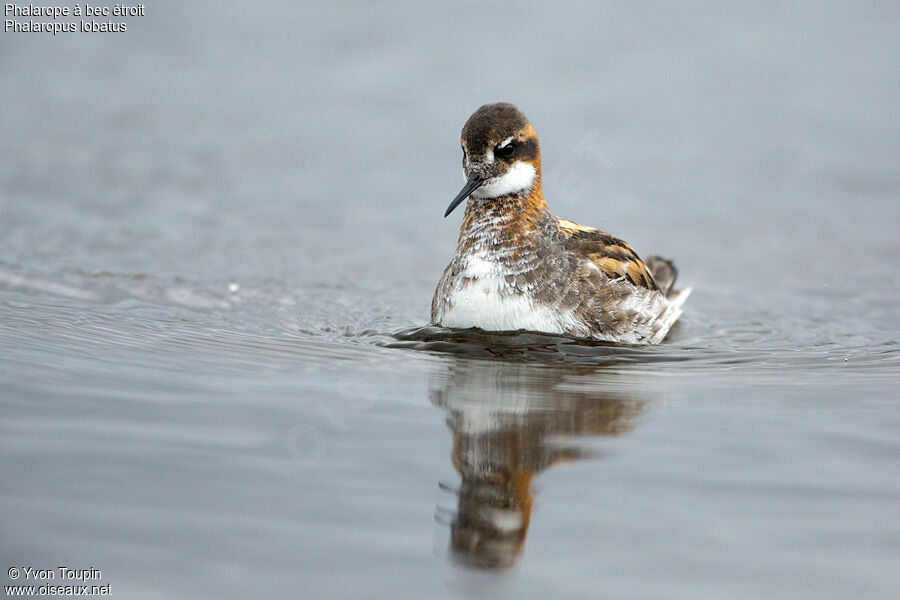 Phalarope à bec étroit