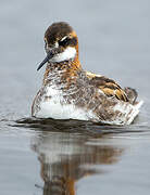 Phalarope à bec étroit