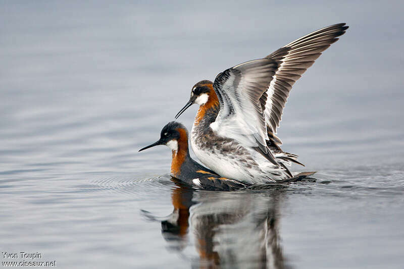 Red-necked Phalaropeadult breeding, mating., Behaviour