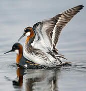 Phalarope à bec étroit