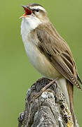 Sedge Warbler