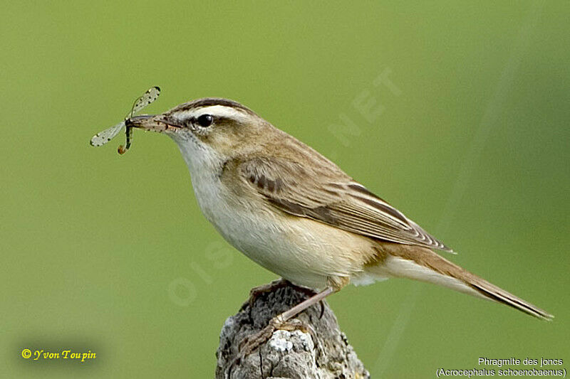 Sedge Warbler