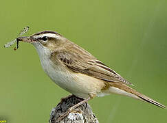 Sedge Warbler