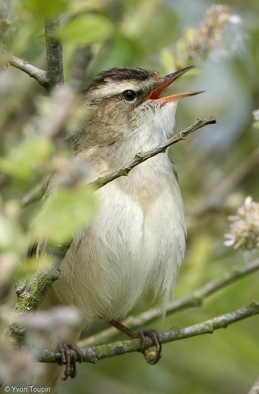 Phragmite des joncs, chant