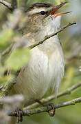 Sedge Warbler