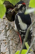 Great Spotted Woodpecker