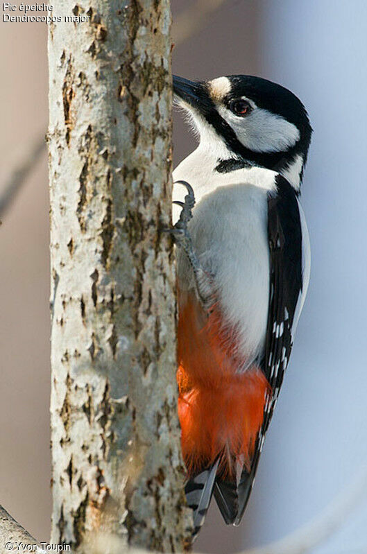 Pic épeiche femelle, identification