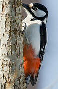 Great Spotted Woodpecker