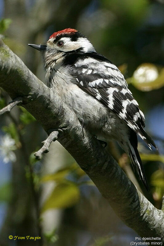 Pic épeichette mâle, identification