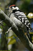 Lesser Spotted Woodpecker