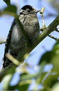 Lesser Spotted Woodpecker