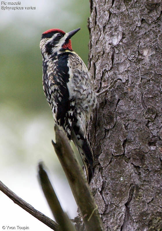 Yellow-bellied Sapsucker male adult, identification