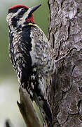 Yellow-bellied Sapsucker