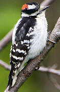 Downy Woodpecker